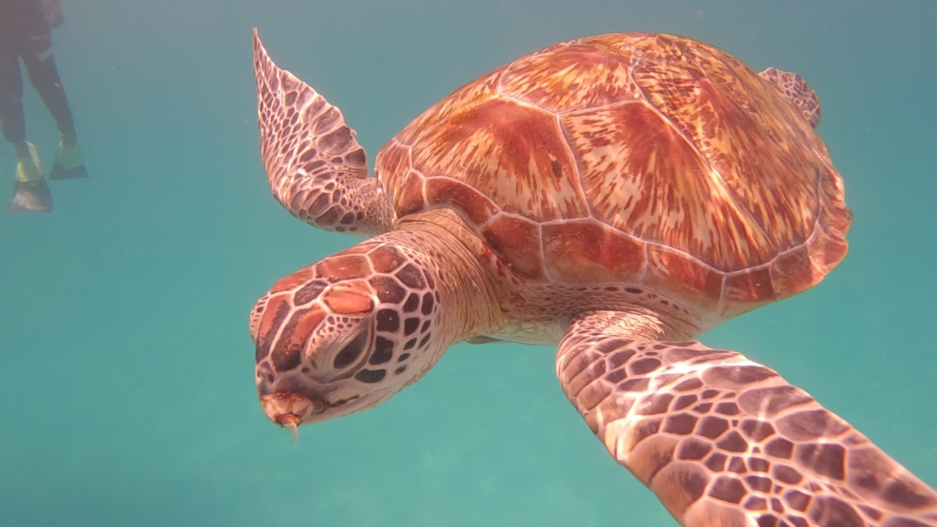 2. 🐢 Perhentian: Snorkeling, Tartarughe e Squaletti