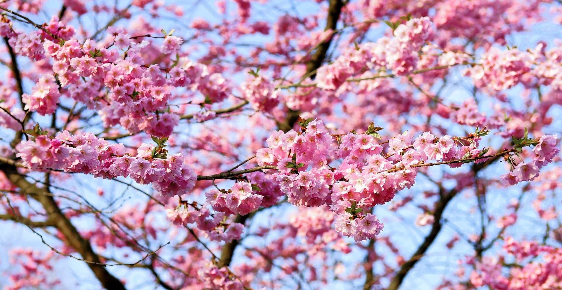 GIAPPONE: SAKURA & SICUREZZA