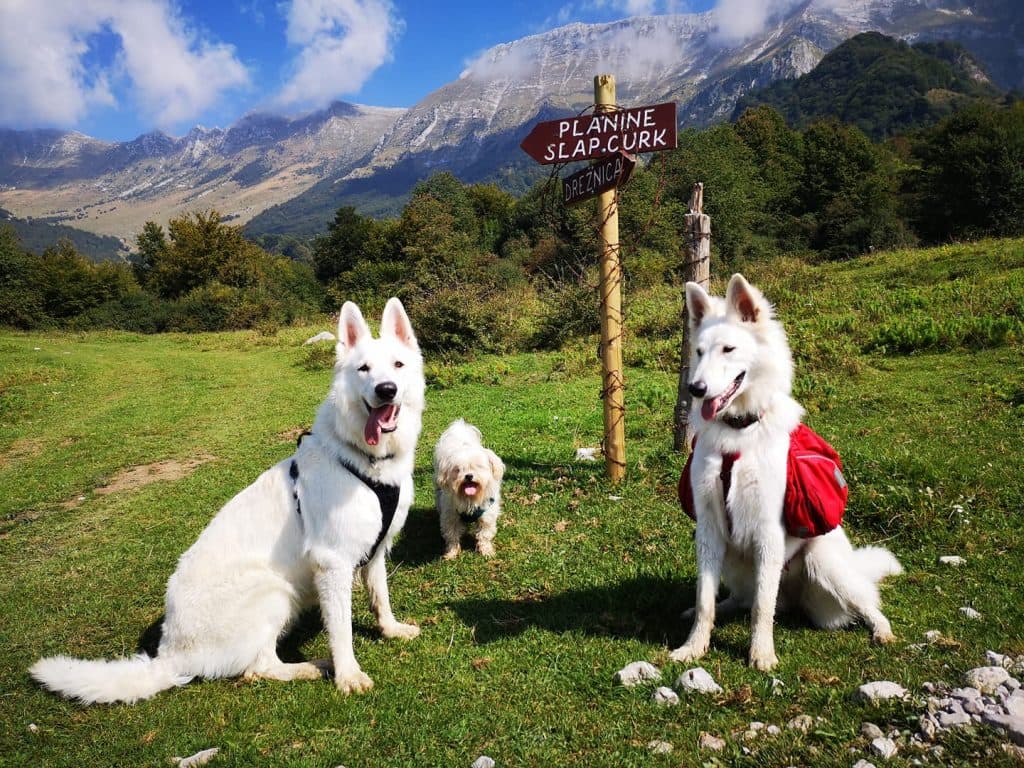 SLOVENIA: IL PARADISO A 4 ZAMPE